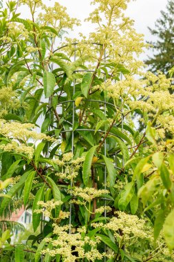 Saint Gallen, İsviçre, 30 Temmuz 2025 Pileostegia Viburnoides Botanik Bahçesi