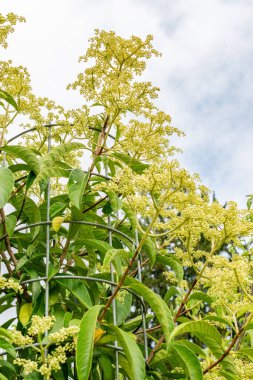 Saint Gallen, İsviçre, 30 Temmuz 2025 Pileostegia Viburnoides Botanik Bahçesi