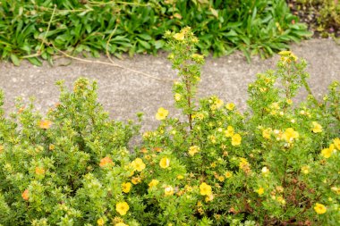Saint Gallen, İsviçre, 30 Temmuz 2025 Dasiphora Fruticosa veya botanik bahçesindeki çalılık singuefoil fabrikası