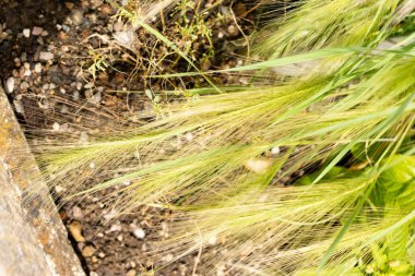 Saint Gallen, İsviçre, 30 Temmuz 2025 Hordeum Jubatum veya botanik bahçesindeki tilki kuyruklu arpa bitkisi.