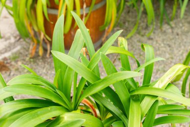 Saint Gallen, İsviçre, 30 Temmuz 2025 Agapanthus Africanus veya botanik bahçesindeki Afrika zambağı