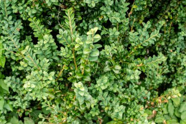 Saint Gallen, İsviçre, 30 Temmuz 2025 Buxus Sempervirens veya botanik bahçesindeki Avrupa kutu fabrikası