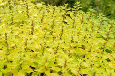 Saint Gallen, İsviçre, 30 Temmuz 2025 Parietaria Officinalis veya botanik bahçesindeki lichwort bitkisi