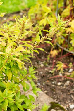Saint Gallen, İsviçre, 30 Temmuz 2025 Parietaria Officinalis veya botanik bahçesindeki lichwort bitkisi