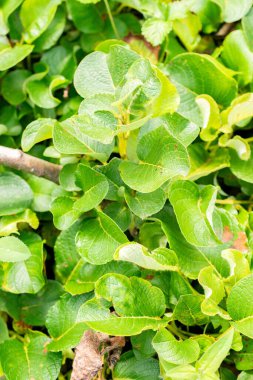 Saint Gallen, İsviçre, 30 Temmuz 2025 Botanik Bahçesindeki Salix Kurilense fabrikası