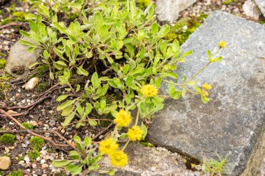 Saint Gallen, İsviçre, 30 Temmuz 2025 Botanik Bahçesindeki Eriogonum Flavum Fabrikası
