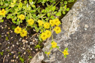 Saint Gallen, İsviçre, 30 Temmuz 2025 Botanik Bahçesindeki Eriogonum Flavum Fabrikası