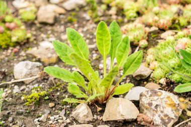 Saint Gallen, İsviçre, 30 Temmuz 2025 Androsace Strigillosa bitkisi botanik bahçesinde.