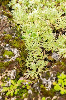 Saint Gallen, İsviçre, 30 Temmuz 2025 Potentilla Nitida veya botanik bahçesindeki pembe sinquefoil fabrikası