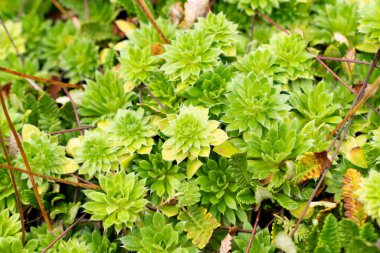 Saint Gallen, İsviçre, 30 Temmuz 2025 Androsace Primuloides Chumbyi Botanik Bahçesi