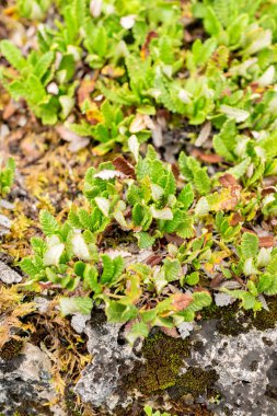 Saint Gallen, İsviçre, 30 Temmuz 2025 Dryas Octopetala veya Dağ bitkileri botanik bahçesinde