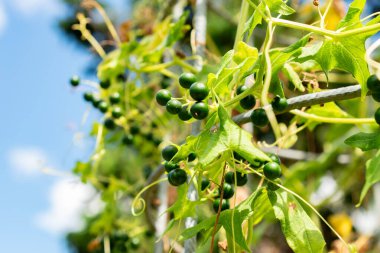 Saint Gallen, İsviçre, 22 Temmuz 2025 Bryonia Alba ya da botanik bahçesindeki vahşi sıçrayış bitkisi