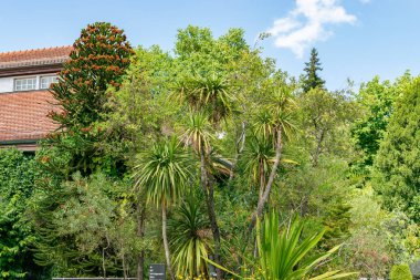 Saint Gallen, İsviçre, 22 Temmuz 2025 Botanik Bahçesinde farklı bitkiler sergileniyor