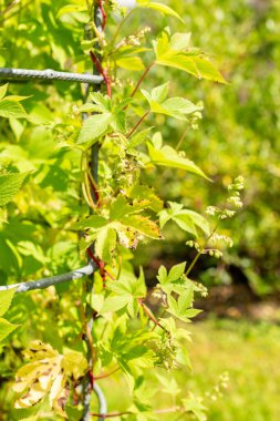 Saint Gallen, İsviçre, 22 Temmuz 2025 Humulus Scandens veya Japon atlama bitkisi botanik bahçesinde