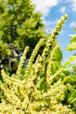 Saint Gallen, İsviçre, 22 Temmuz 2025 Veratrum Californicum veya California Nilüfer bitkisi botanik bahçesinde