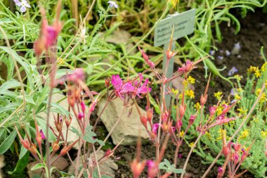 Saint Gallen, İsviçre, 22 Temmuz 2025 Pelargonium Endlicherianum tesisi botanik bahçesinde