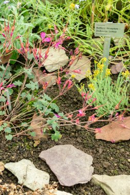 Saint Gallen, İsviçre, 22 Temmuz 2025 Pelargonium Endlicherianum tesisi botanik bahçesinde