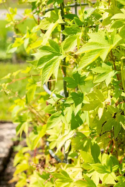 Saint Gallen, İsviçre, 22 Temmuz 2025 Humulus Scandens veya Japon atlama bitkisi botanik bahçesinde