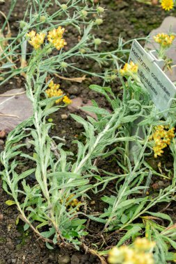 Saint Gallen, İsviçre, 22 Temmuz 2025 Helichrysum Compactum Bitkisi Botanik Bahçesi