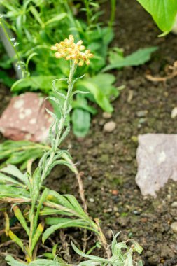 Saint Gallen, İsviçre, 22 Temmuz 2025 Helichrysum Compactum Bitkisi Botanik Bahçesi