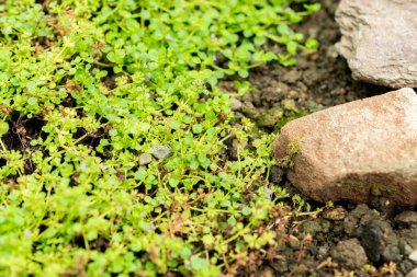 Saint Gallen, İsviçre, 22 Temmuz 2025 Mentha Requienii veya botanik bahçesindeki korsika nane bitkisi