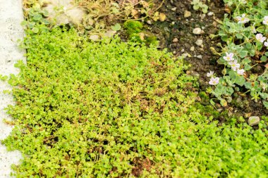 Saint Gallen, İsviçre, 22 Temmuz 2025 Mentha Requienii veya botanik bahçesindeki korsika nane bitkisi