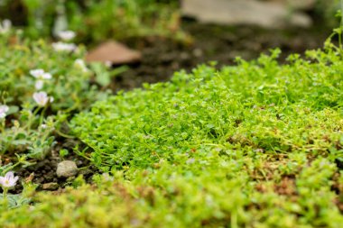 Saint Gallen, İsviçre, 22 Temmuz 2025 Mentha Requienii veya botanik bahçesindeki korsika nane bitkisi