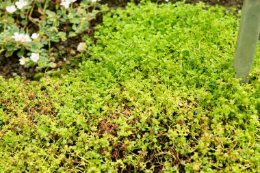 Saint Gallen, İsviçre, 22 Temmuz 2025 Mentha Requienii veya botanik bahçesindeki korsika nane bitkisi