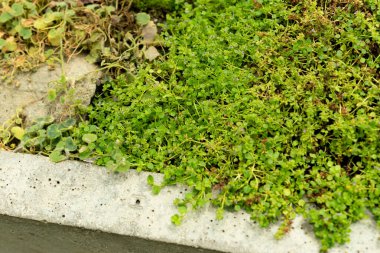 Saint Gallen, İsviçre, 22 Temmuz 2025 Mentha Requienii veya botanik bahçesindeki korsika nane bitkisi