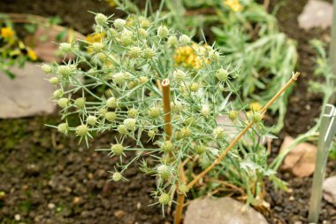 Saint Gallen, İsviçre, 22 Temmuz 2025 Botanik Bahçesindeki Eryngium Corniculatum fabrikası