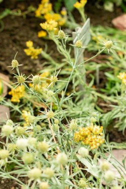 Saint Gallen, İsviçre, 22 Temmuz 2025 Botanik Bahçesindeki Eryngium Corniculatum fabrikası