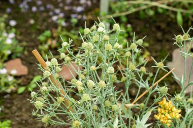 Saint Gallen, İsviçre, 22 Temmuz 2025 Botanik Bahçesindeki Eryngium Corniculatum fabrikası