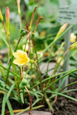 Saint Gallen, İsviçre, 22 Temmuz 2025 Primulina bitkisi botanik bahçesinde.