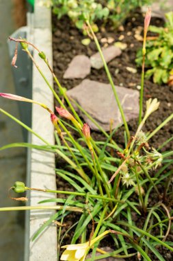 Saint Gallen, İsviçre, 22 Temmuz 2025 Primulina bitkisi botanik bahçesinde.