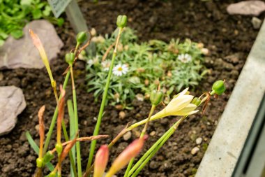Saint Gallen, İsviçre, 22 Temmuz 2025 Primulina bitkisi botanik bahçesinde.