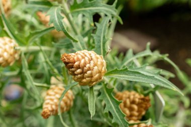 Saint Gallen, İsviçre, 22 Temmuz 2025 Leuzea Conifera bitkisi botanik bahçesinde.