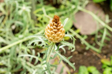 Saint Gallen, İsviçre, 22 Temmuz 2025 Leuzea Conifera bitkisi botanik bahçesinde.