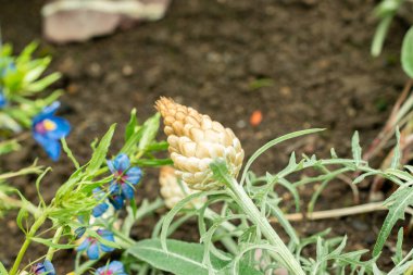 Saint Gallen, İsviçre, 22 Temmuz 2025 Leuzea Conifera bitkisi botanik bahçesinde.