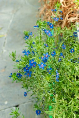 Saint Gallen, İsviçre, 22 Temmuz 2025 Anagallis Monelli veya botanik bahçesindeki mavi farekulağı.