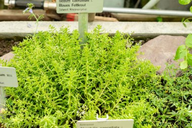 Saint Gallen, İsviçre, 22 Temmuz 2025 Sedum Caeruleum veya botanik bahçesindeki gök mavisi taş ekin bitkisi