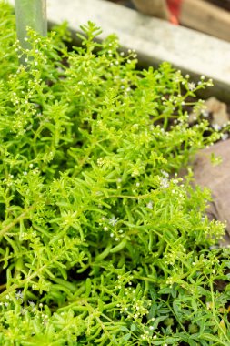 Saint Gallen, İsviçre, 22 Temmuz 2025 Sedum Caeruleum veya botanik bahçesindeki gök mavisi taş ekin bitkisi