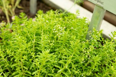 Saint Gallen, İsviçre, 22 Temmuz 2025 Sedum Caeruleum veya botanik bahçesindeki gök mavisi taş ekin bitkisi