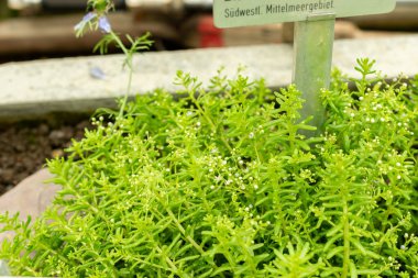 Saint Gallen, İsviçre, 22 Temmuz 2025 Sedum Caeruleum veya botanik bahçesindeki gök mavisi taş ekin bitkisi