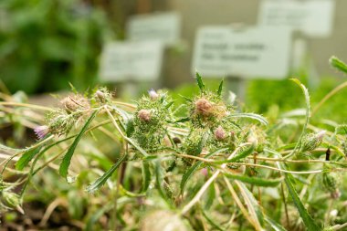 Saint Gallen, İsviçre, 22 Temmuz 2025 Atractylis Cancellata bitkisi botanik bahçesinde.