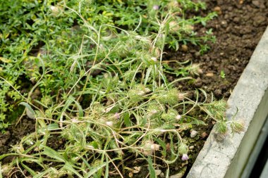 Saint Gallen, İsviçre, 22 Temmuz 2025 Atractylis Cancellata bitkisi botanik bahçesinde.