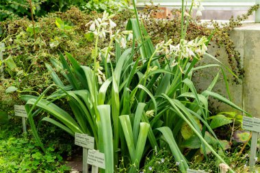 Saint Gallen, İsviçre, 22 Temmuz 2025 Botanik Bahçesindeki Ornithogalum Regale fabrikası