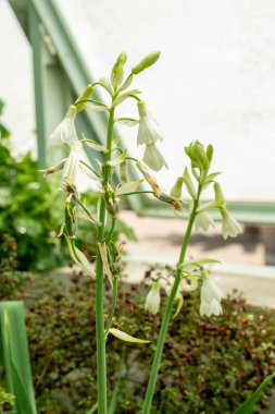 Saint Gallen, İsviçre, 22 Temmuz 2025 Botanik Bahçesindeki Ornithogalum Regale fabrikası