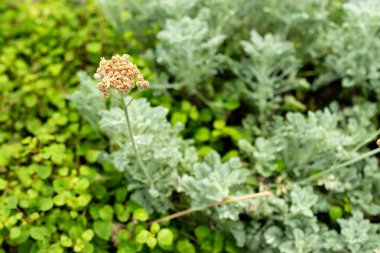 Saint Gallen, İsviçre, 22 Temmuz 2025 Botanik Bahçesindeki Tanasetum Argenteum fabrikası