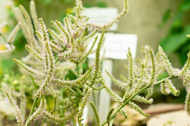 Saint Gallen, İsviçre, 22 Temmuz 2025 Limonyum Suworowii veya botanik bahçesindeki Rus statisyen bitkisi