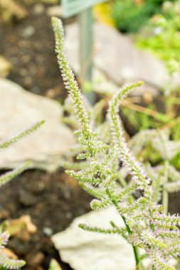 Saint Gallen, İsviçre, 22 Temmuz 2025 Limonyum Suworowii veya botanik bahçesindeki Rus statisyen bitkisi